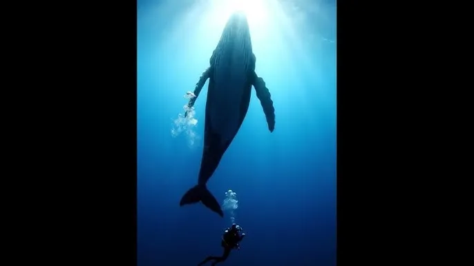 XFB88.XYF幸福宝 - 深蓝星球：探索海洋深处的未知世界